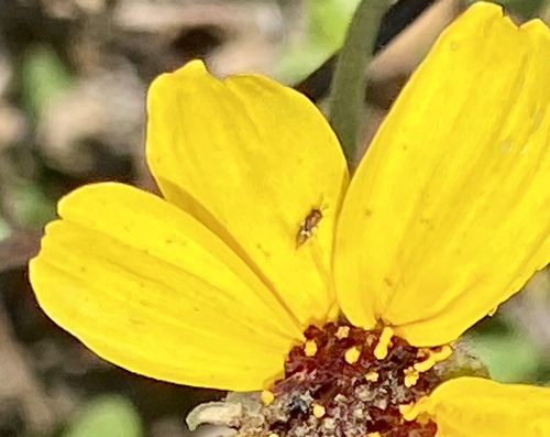 iNaturalist observation photo of Chalcidoid Wasps