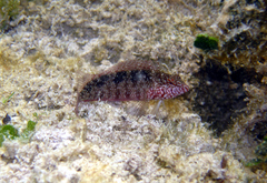 Malacoctenus macropus