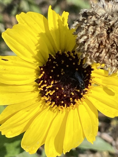 iNaturalist observation photo of Bees
