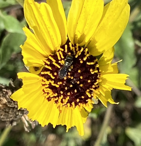 iNaturalist observation photo of Bees