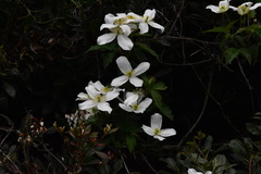 Clematis montana