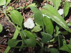 Calochortus minimus