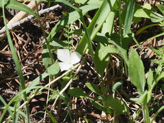 Calochortus minimus
