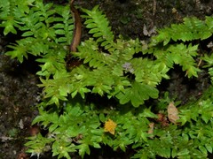 Selaginella ciliaris