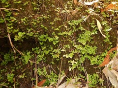 Selaginella ciliaris