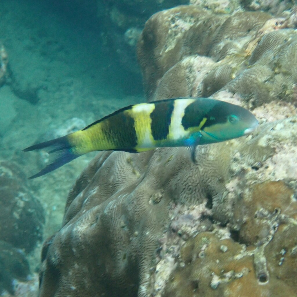 Jansen's Wrasse