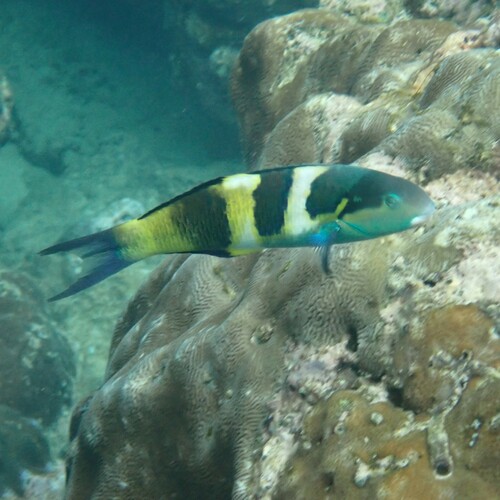 Jansen's Wrasse