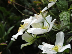 Clematis montana