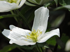Clematis montana