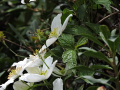 Clematis montana