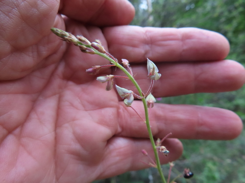 Image of Desmodium arizonicum by (c) Mary Lata, some rights reserved (CC BY)