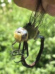 Anax walsinghami