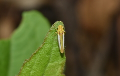 Graphocephala lucasii