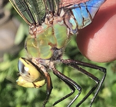 Anax walsinghami