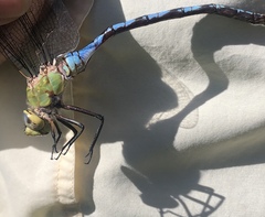 Anax walsinghami