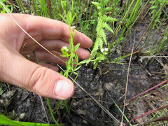 Galium obtusum
