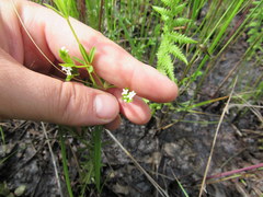 Galium obtusum