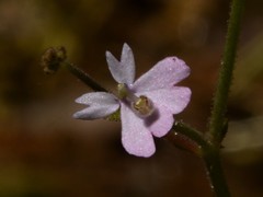 Stylidium ensatum