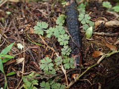 Hydrocotyle dissecta