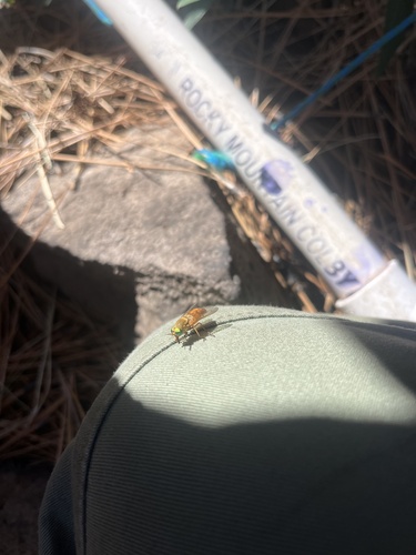 iNaturalist observation photo of Golden Deer Fly