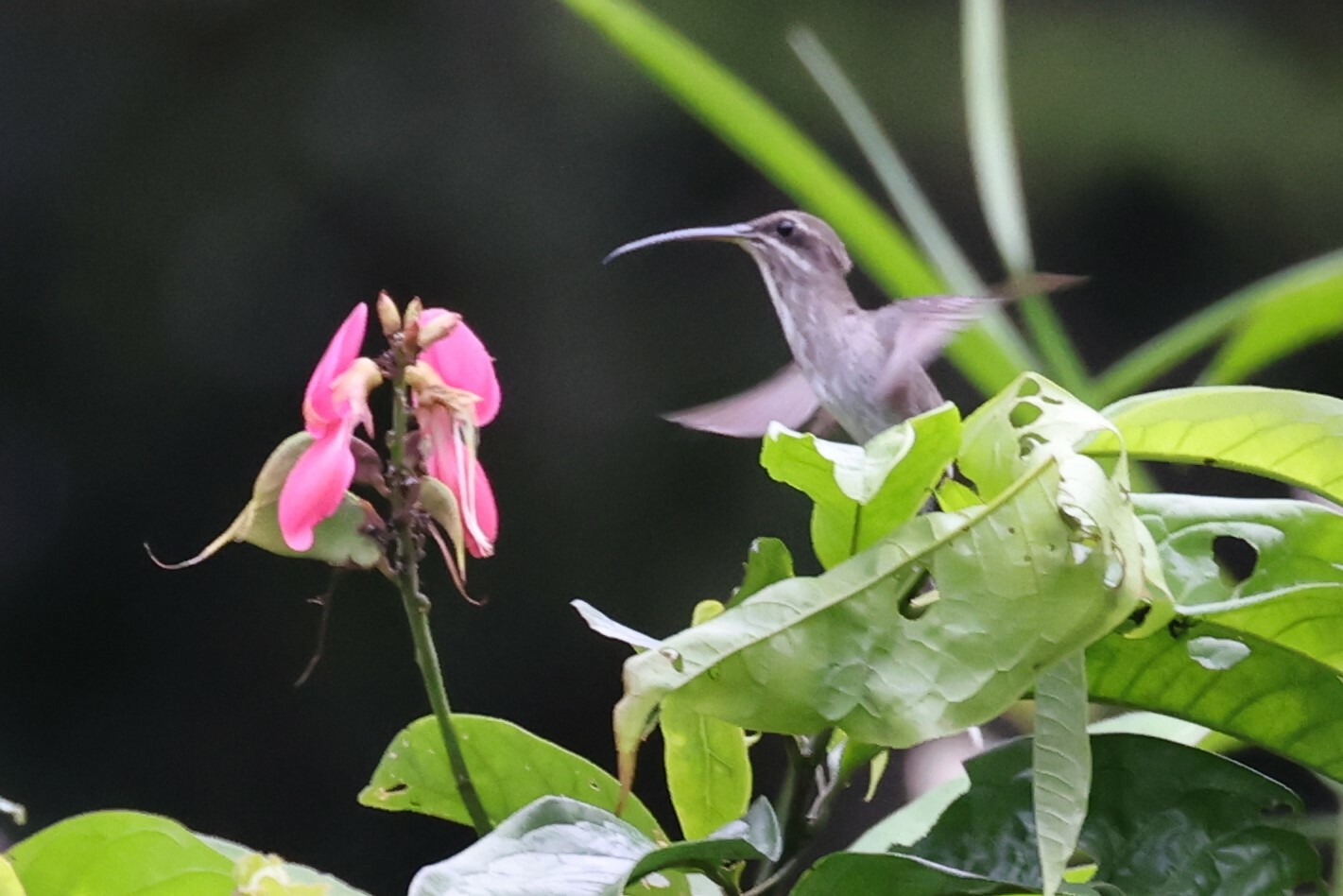 White-bearded Hermit (Phaethornis hispidus), photo 5