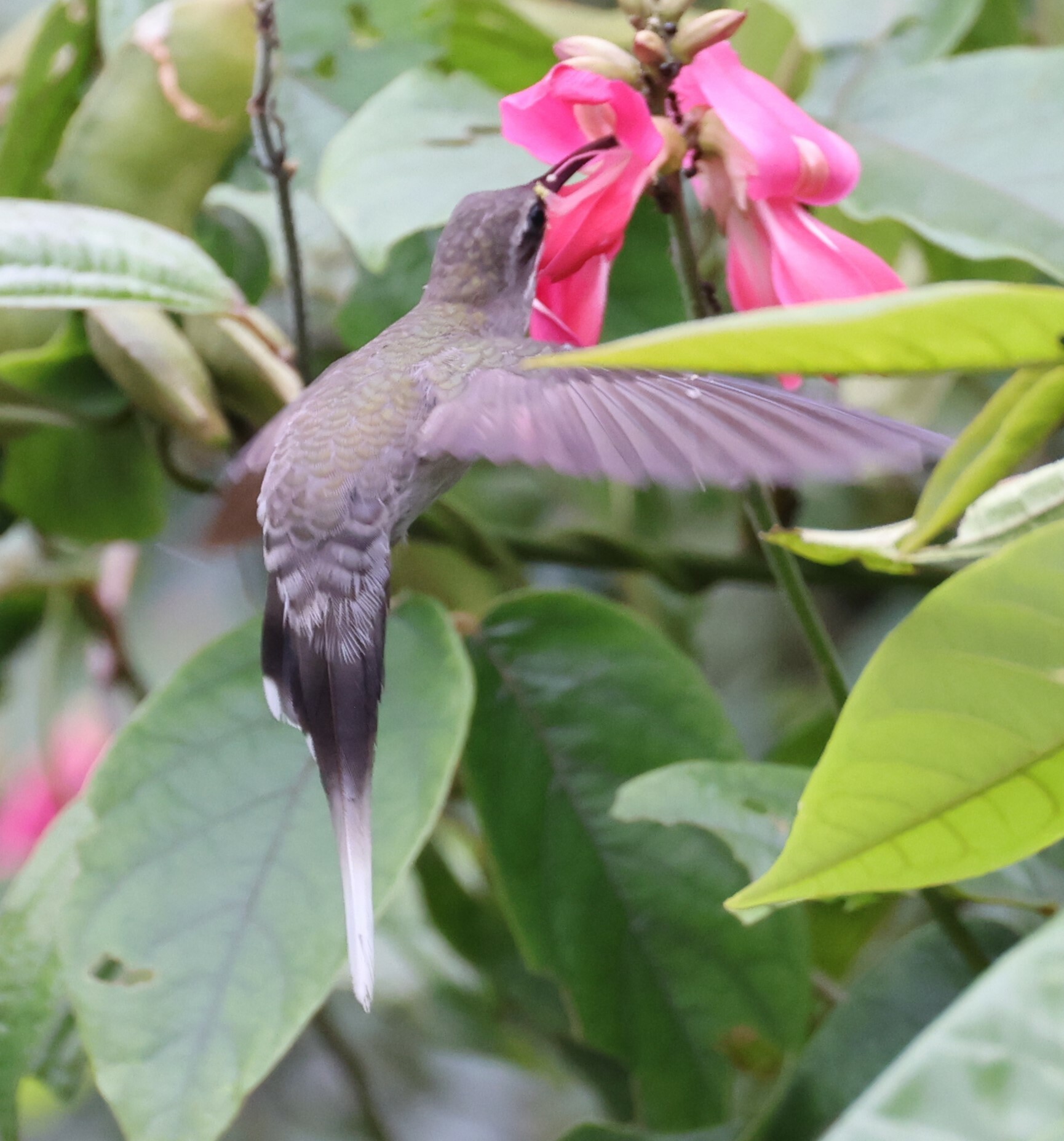 White-bearded Hermit (Phaethornis hispidus), photo 7