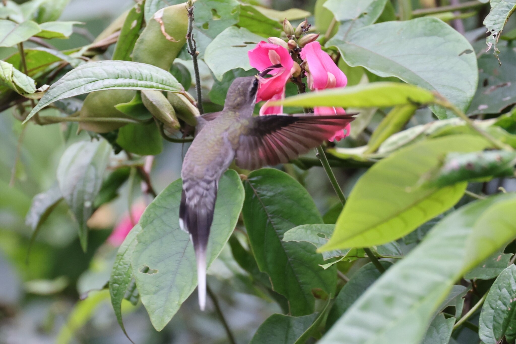 White-bearded Hermit (Phaethornis hispidus), photo 6