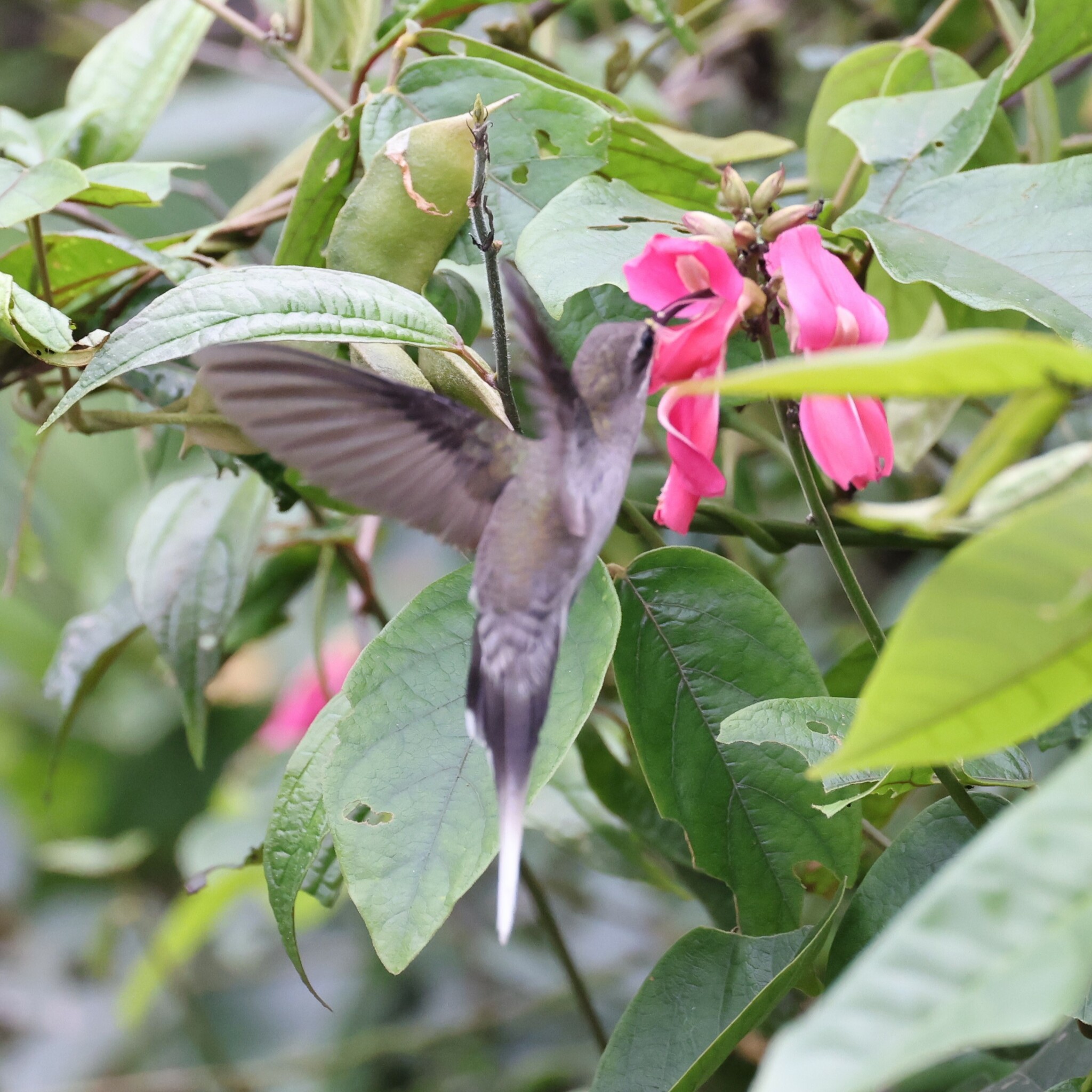 White-bearded Hermit (Phaethornis hispidus), photo 8