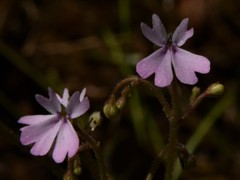 Stylidium ensatum