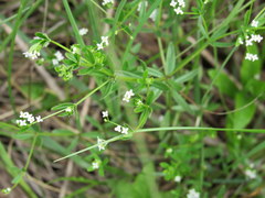 Galium obtusum