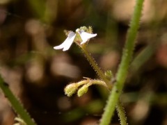 Stylidium ensatum