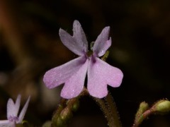 Stylidium ensatum