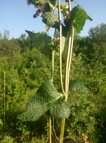 Tuberous Jerusalem sage