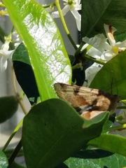 Heliothis