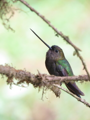 Green-Fronted Lancebill photo 3