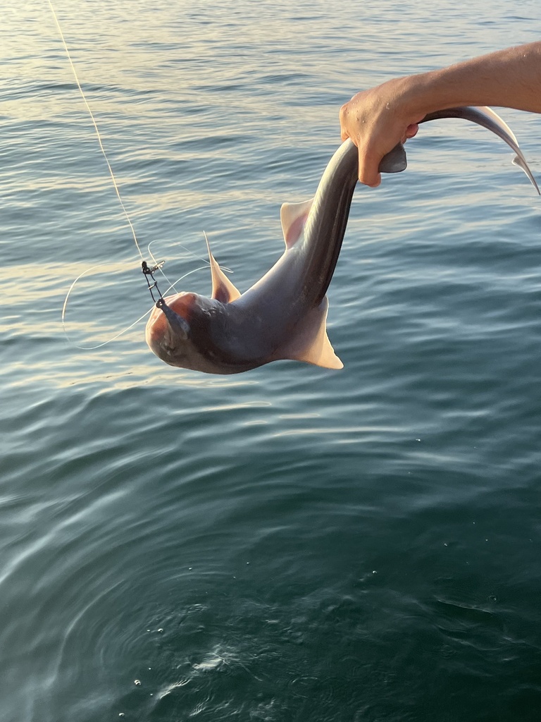 Dusky Smooth-hound in July 2024 by mayadominguez · iNaturalist