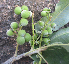 Pappea capensis image