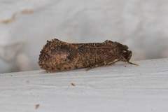 Acrolophus cockerelli