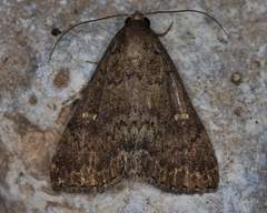 Hypenula cacuminalis