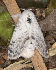 Apotolype brevicrista
