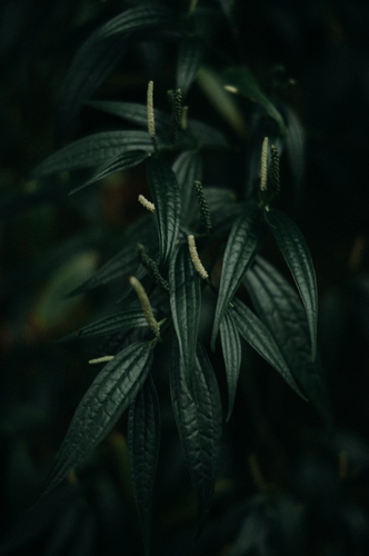 Piper schlechtendalii
