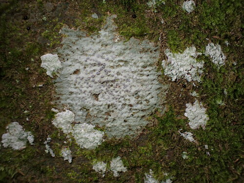 Porpidia albocaerulescens