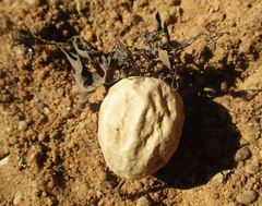 Trochomeria macrocarpa