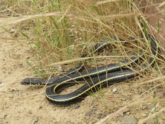 Almeda Striped Racer photo 5