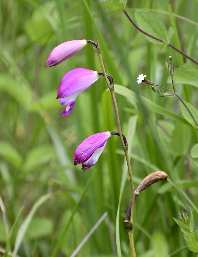 Bletia campanulata