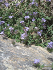 Anthidium