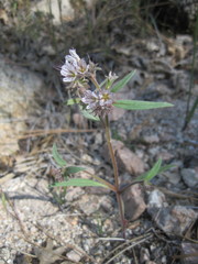 Phacelia mohavensis