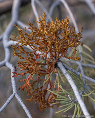 Arceuthobium divaricatum