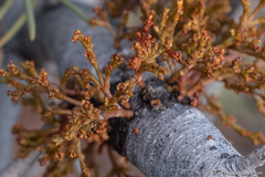 Arceuthobium divaricatum