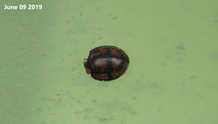 Aiolocaria hexaspilota